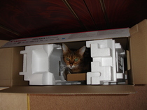 Does your cat follow the “if I fits, I sits” rule?