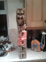 Does your cat follow the “if I fits, I sits” rule?