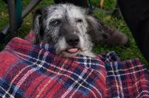 Rescuing dog on Saturday please help