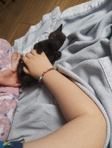 My kitten comes home on Saturday and I need to decide on Insurance