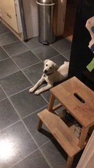 Getting a puppy next week... what have I done?!!! (Light hearted)
