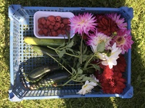 Allotment/Veg Patch Thread 16  Weather weirdness prevails !