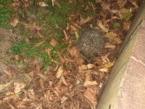 Hedgehog advice