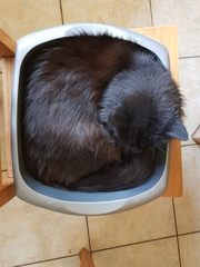 Does your cat follow the “if I fits, I sits” rule?