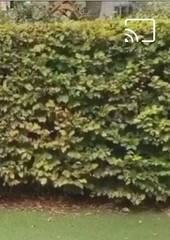 What hedge is this?