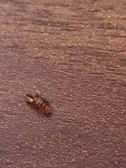 Help- what are these bugs?