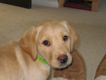 LABRADORS