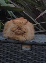 Perfect, pampered Persians.
