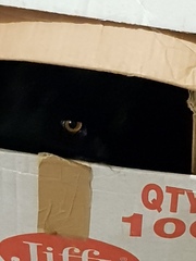 Does your cat follow the “if I fits, I sits” rule?