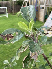 Something up with my apple tree :-(