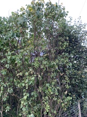 Anyone good at identifying trees?...