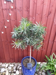 Plant ID pretty please