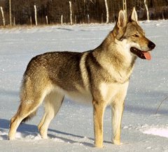 What's your fantasy impractical/obscure dog breed?