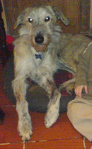 What dog next?  Please sell me your breed!