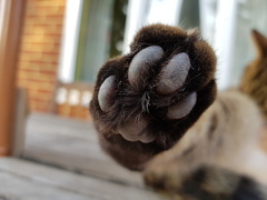 Thug cat part 3.  Unbidden guests are often welcomest when they are gone.