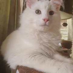 Perfect, pampered Persians.