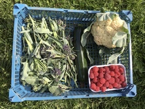 Allotment/Veg Patch Thread 16  Weather weirdness prevails !