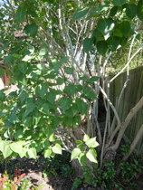 What kind of tree is this?