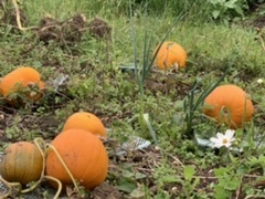 Allotment/Veg Patch Thread 16  Weather weirdness prevails !