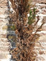Any green fingered types? Have I killed my cypressas?