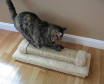 Why my new carpet!