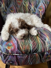 What dog next?  Please sell me your breed!