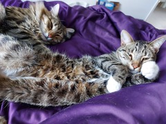 Two kittens or one?