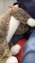 Please help! Beloved soft toy cat missing...