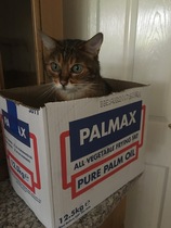 Does your cat follow the “if I fits, I sits” rule?