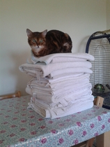 Does your cat follow the “if I fits, I sits” rule?