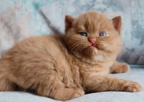 Meet my new kitty