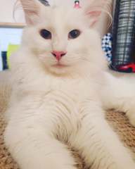 Buying a kitten in Covid times