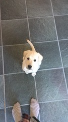 Puppy survival thread *September!*