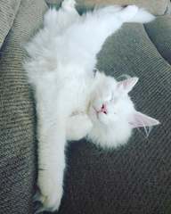 Is this the most adorable cat ever?
