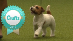 Can anyone recommend me a nice family dog breed?