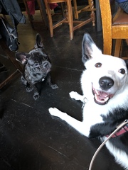 Dog "friends"