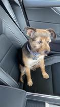 Tell me about your rescue dogs