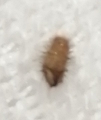 Bedbugs