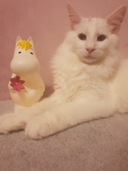 Perfect, pampered Persians.