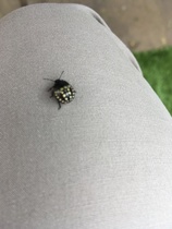 Friend or Foe - Anybody know?