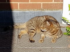 Thug cat part 3.  Unbidden guests are often welcomest when they are gone.