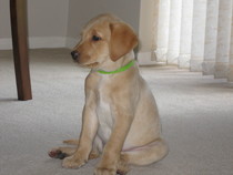 LABRADORS