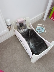 Does your cat follow the “if I fits, I sits” rule?