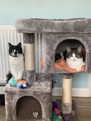 There are no rescue kittens