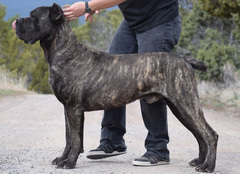 Reporting dangerous dogs?