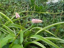 Request plant ID please