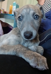 Name suggestions for a whopper please