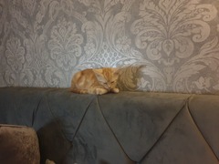 Photo thread for kittens!