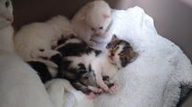 I'm going to be a foster mum (granny?)!