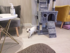 Captain V ruling the roost